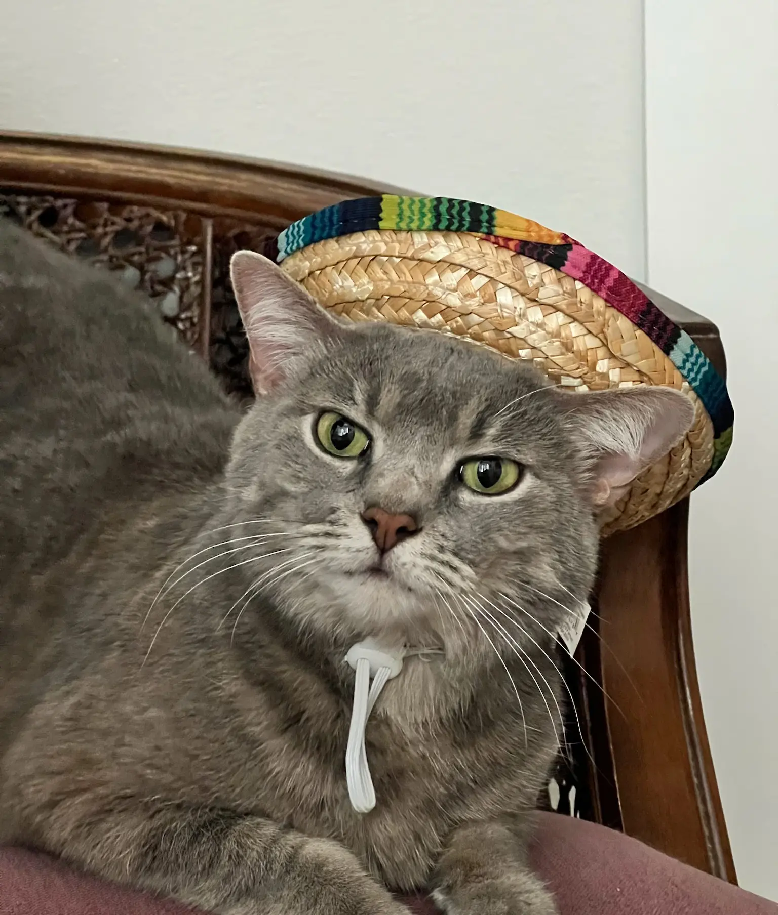 Studio cat wearing a small hat